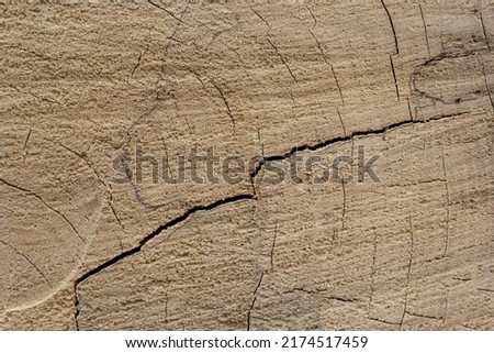 Woodiness growth ring, closeup of photo. wooden planks background. bark wood.