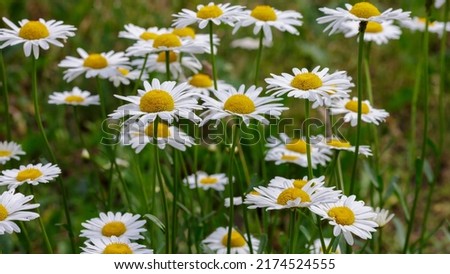 Chamomile bloom. Oxeye daisy, Leucanthemum vulgare. Daisy floral summer background Royalty-Free Stock Photo #2174524555