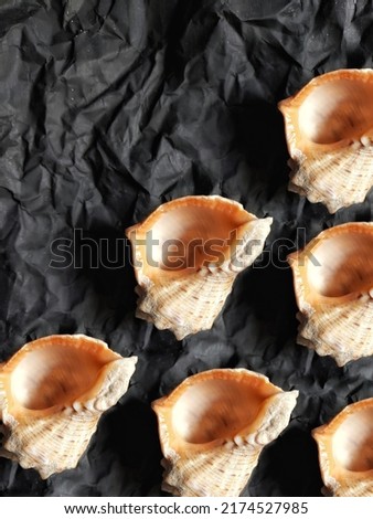 Pattern of sea shells on a black background from craft crumpled paper with copy space.  Background from rapana shells. Summer backdrop. Clam house.