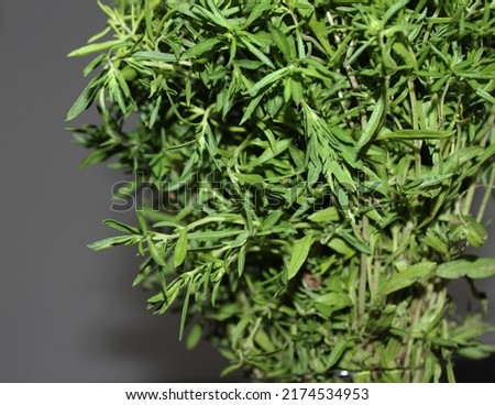 Photo of delicious and very green leafy thyme fresh on a light brown background