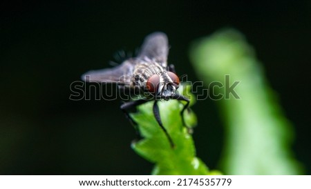 House fly perched on green plant on black background           