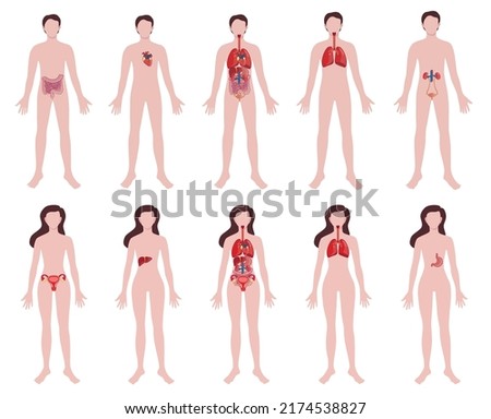 Set of people with drawn internal organs on white background. An