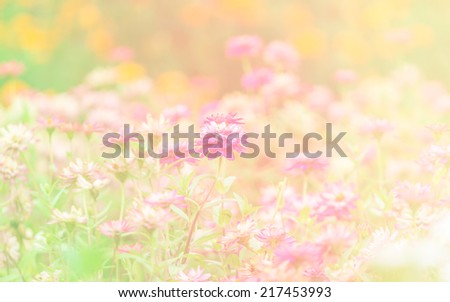 Gerbera , Barberton daisy Flowers soft focus with pastel tones.