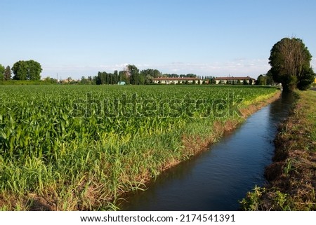 Field of growing corn and river. Vivid green leaves closeup, beautiful natural background. Important food grains Royalty-Free Stock Photo #2174541391