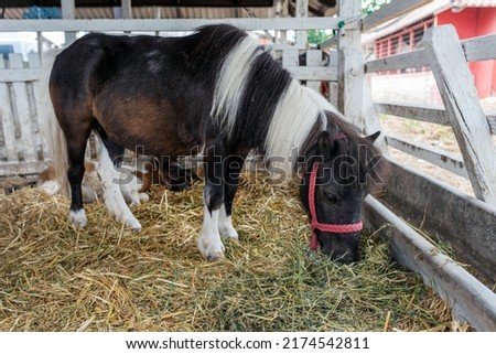 Beautiful pony horse in ranch barn, selective focus Royalty-Free Stock Photo #2174542811