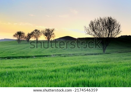 Landscape photograph at sunset of still green and growing cereal fields, with the silhouette of five almond trees and with mountains in the background of the image.