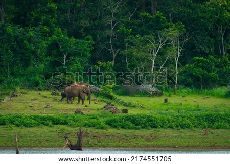 Elephants on the banks of Kabini river, Karnataka, India 