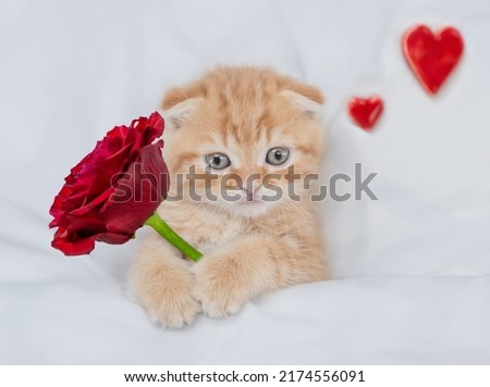 Cute tabby kitten holding a red rose and red hearts lying on a bed at home. Top down view. Valentines day concept