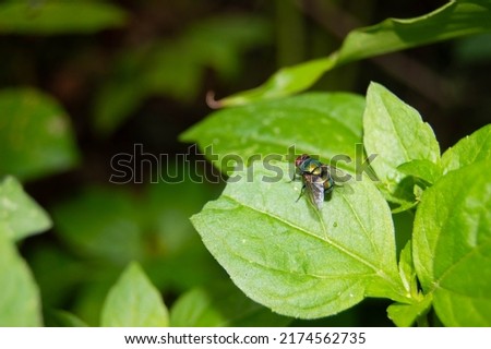 green leaves infested with small flies