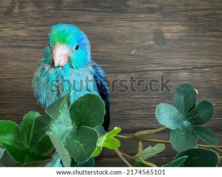 Forpus blue color parrot bird on the table