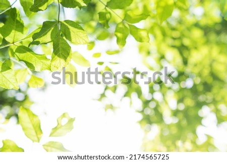 Upward glance to sun rays shines through forest trees. Scattered sunlight that filters through green elm leaves. Sunny summer nature background with sunshine radiant bokeh. Japanese Komorebi concept Royalty-Free Stock Photo #2174565725
