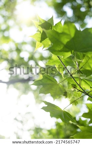 Upward glance to sun rays shines through forest trees. Scattered sunlight that filters through green maple leaves. Sunny summer nature background with sunshine radiant bokeh. Japanese Komorebi concept Royalty-Free Stock Photo #2174565747