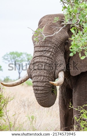 African elephant bull with big tusks eating alongside the road in the Kruger Park, South Africa	 Royalty-Free Stock Photo #2174573945