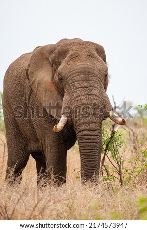 African elephant bull with big tusks eating alongside the road in the Kruger Park, South Africa	 Royalty-Free Stock Photo #2174573947