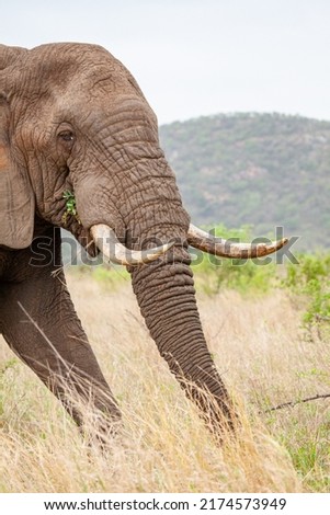 African elephant bull with big tusks eating alongside the road in the Kruger Park, South Africa	 Royalty-Free Stock Photo #2174573949