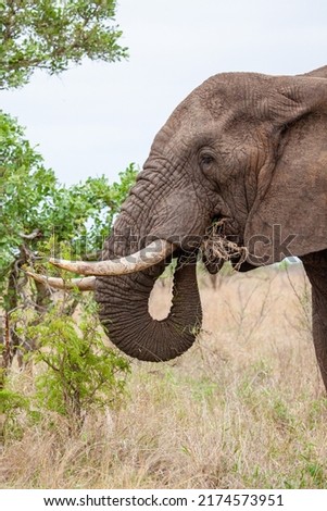African elephant bull with big tusks eating alongside the road in the Kruger Park, South Africa	 Royalty-Free Stock Photo #2174573951