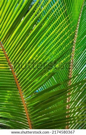 Palm leaf, coconut tree (Cocos nucifera), Arborek Island, Raja-Ampat, Western New Guinea, Indonesia