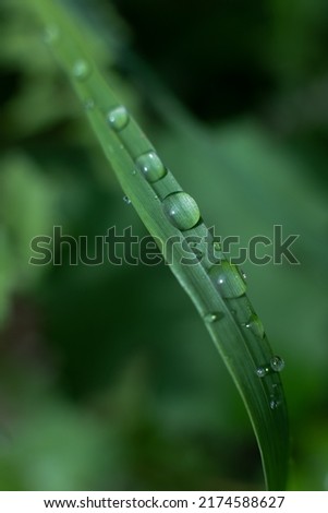 summer green vertical wallpaper, screensaver. a blade of grass with large drops of dew. after the rain, close-up, selective focus