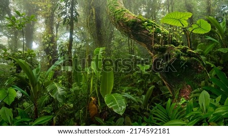 Rain forest in Central America Royalty-Free Stock Photo #2174592181
