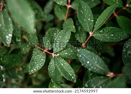 Fresh green wet honeysuckle leaves with water drops after the rain in summer garden. Natural texture background
