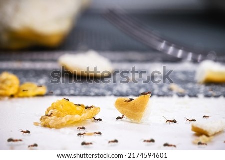 ants on dirt and bread crumbs on the table, insect infestation in the kitchen, need for detection Royalty-Free Stock Photo #2174594601