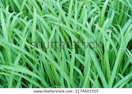 Long green grass background. Tall grass under the wind in a summer field. 