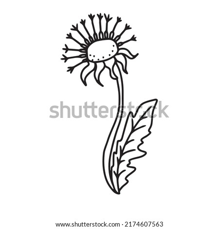 Vector flower drawing by hand , for banners, postcards , stickers ,on a white isolated background . Flowers