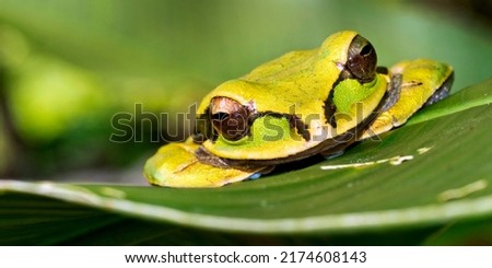 New Granada Cross-banded Tree Frog  Smilisca phaeota at Tropical Rainforest at Corcovado National Park  Osa Conservation Area  Osa Peninsula  Costa Rica  Central America Royalty-Free Stock Photo #2174608143