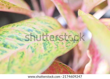 Close up super red ( Aglaonema ) plant in the garden, selective focus