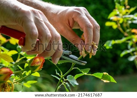 A man deadheading a rose bush in summertime Royalty-Free Stock Photo #2174617687