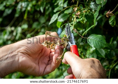 A man deadheading a rose bush in summertime Royalty-Free Stock Photo #2174617691