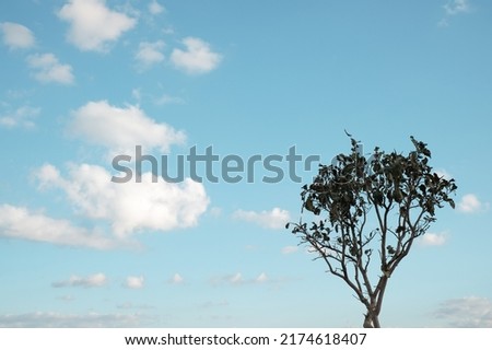 Minimalist tree top with sky background.