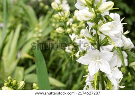 close-up white color blooming flower in sunlight, nature background, macro flower