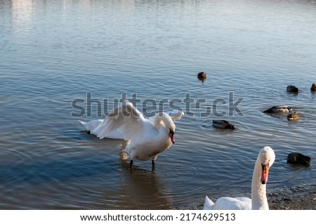 the swan spreads its wings on the shore of the lake under the bright sun