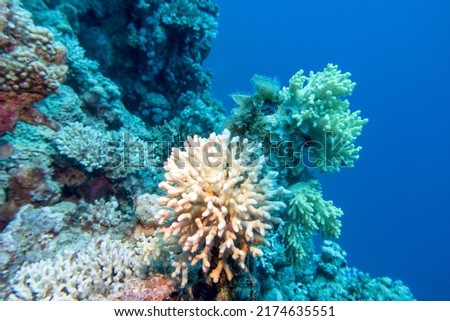Colorful coral reef at the bottom of tropical sea, white finger coral, underwater landscape Royalty-Free Stock Photo #2174635551