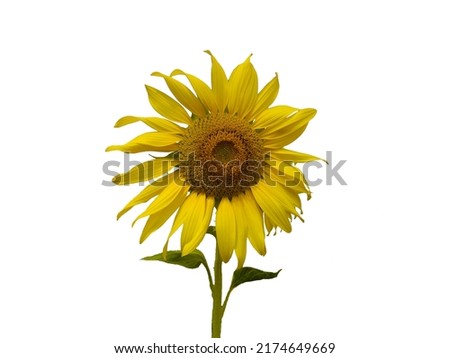 Isolation morning sunflower at bankhok