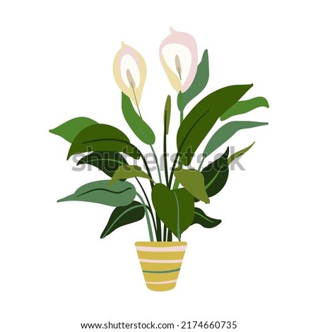 Houseplant in colorful pot, succulent, home garden, indoor trees. Potted plant. Vector illustration for interior, botany, house decoration