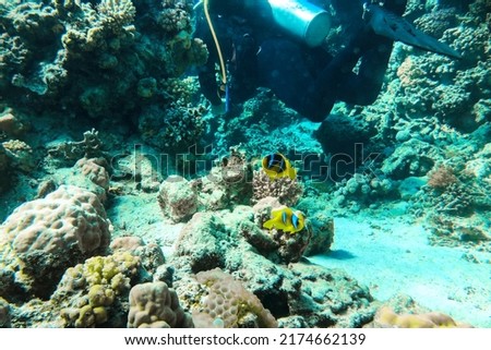 Couple of scuba divers on the sandy bottom watching beautiful klown fish underwater world