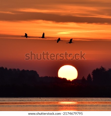 cranes on the background of sunrise
