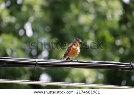 An American Robin perched on the street electrical cable in Bowling Green, Ohio.