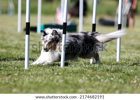Fast and crazy blue merle shetland sheepdog running agility slalom on outside competition during sunny summer time. Smart, working and obedient little lassie, small collie dog doing agility