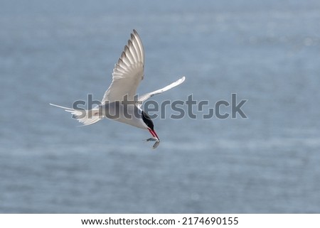 Flying arctic tern (Sterna paradisaea) with a fish in its beak over the blue sea, the elegant migration bird has the longest route from Arctic to Antarctic, copy space, selected focus Royalty-Free Stock Photo #2174690155