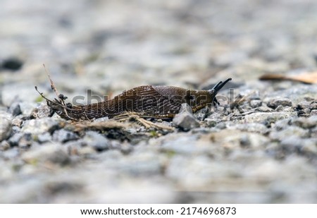 Arion fuscus, also known as the dusky arion, is a species of small air-breathing land slug, a terrestrial pulmonate gastropod mollusk in the family Arionidae, the roundback slugs. Royalty-Free Stock Photo #2174696873