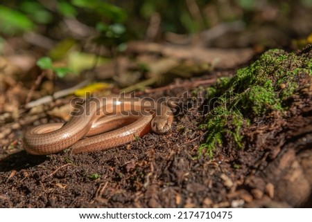 Slow worm (Anguis fragilis) on floor of forest. Alsace, France