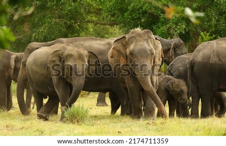 Wild asiatic elephant heard eating on a grass plains of wild sri lanka. Elephant family picture. 