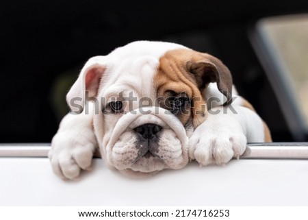 Cute English bulldog puppy in the car. Portrait. Pets.