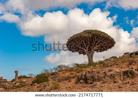 Dragon trees on Socotra Island, Yemen
 Royalty-Free Stock Photo #2174717771