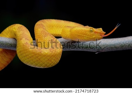 Yellow pit viper on the twig