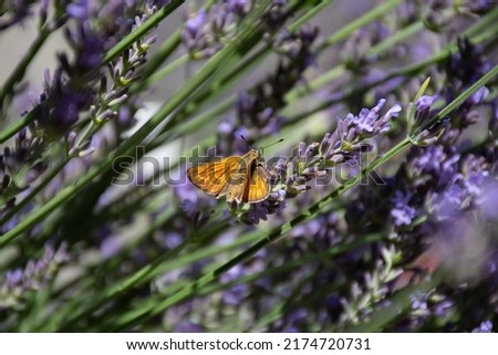 photo of moth hummingbird (Macroglossum stellatarum) on lavender