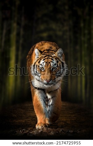Close up Siberian Tiger walking on road through dark forest Royalty-Free Stock Photo #2174725955